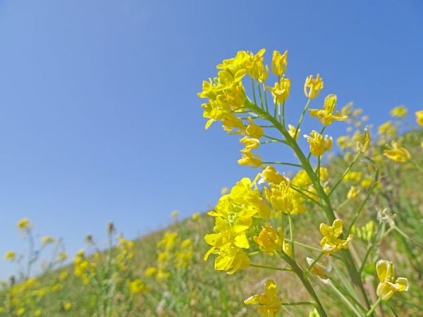 『高設栽培で楽々!旬のイチゴ狩り食べ放題 伊豆の早春を彩る桜と菜の花の競演!早咲き河津桜』【大船 出発】3